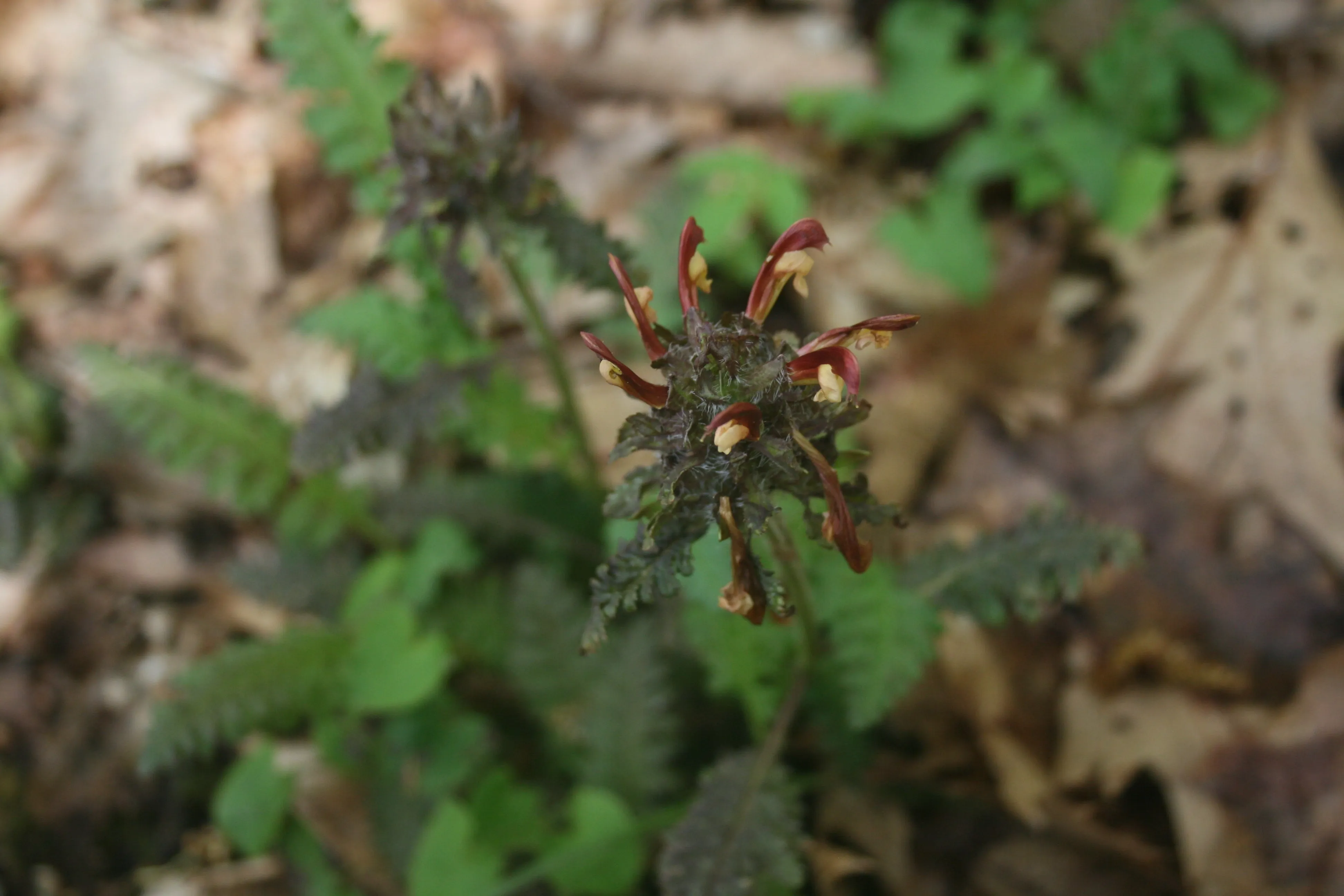 Pedicularis (Pedicularis canadensis)
