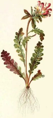 Pedicularis (Pedicularis canadensis)